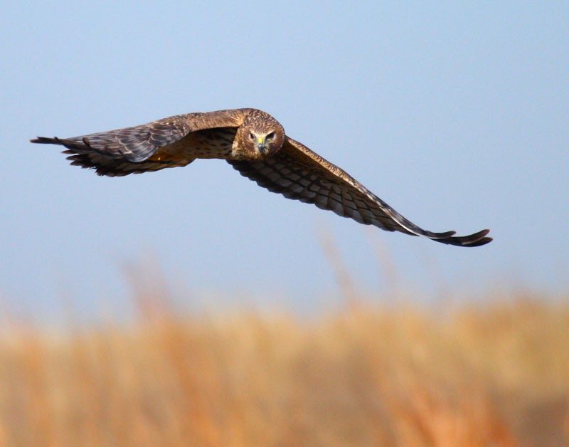 Harrier Hawk Hunting