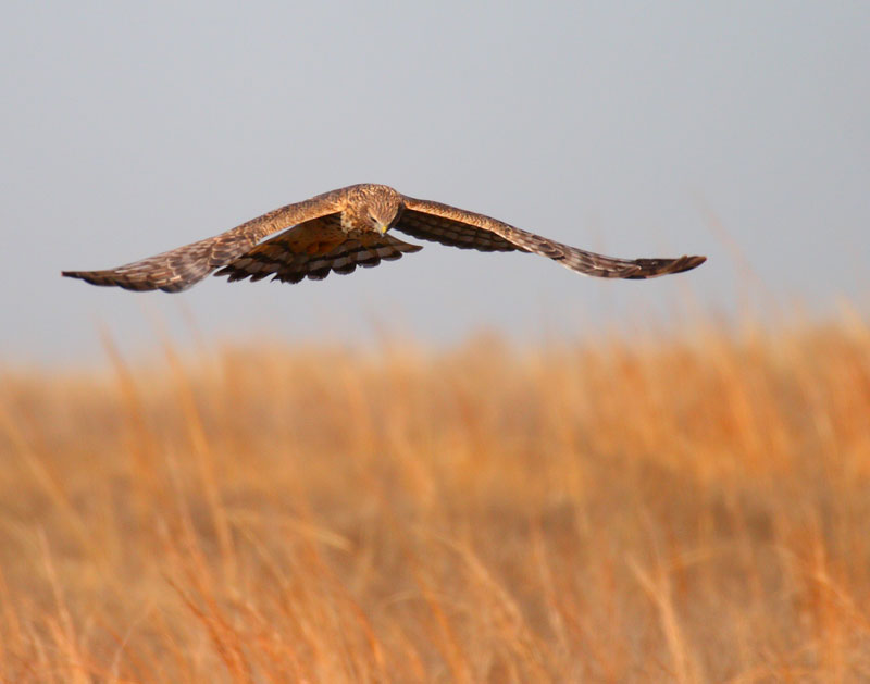 Harrier Hawk