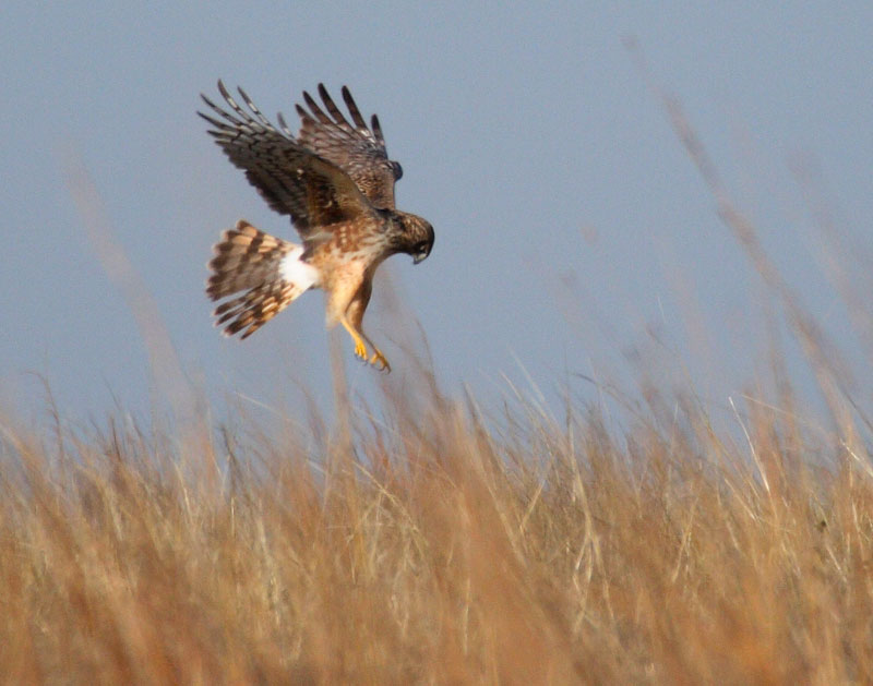 Harrier in a dive for food