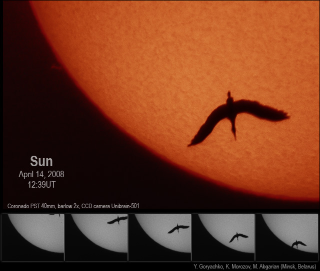 Bird in H-Alpha