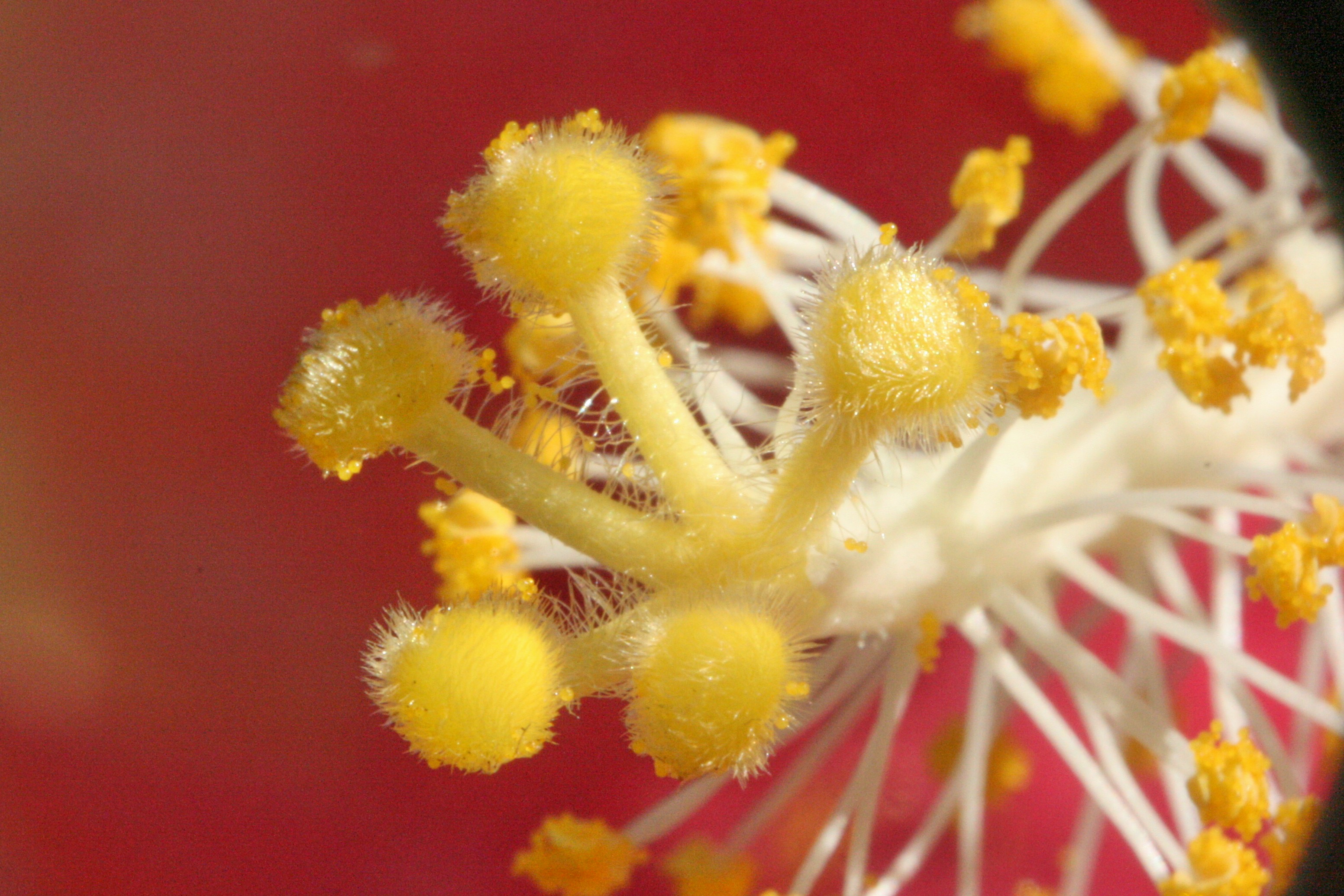Hibiscus stamen