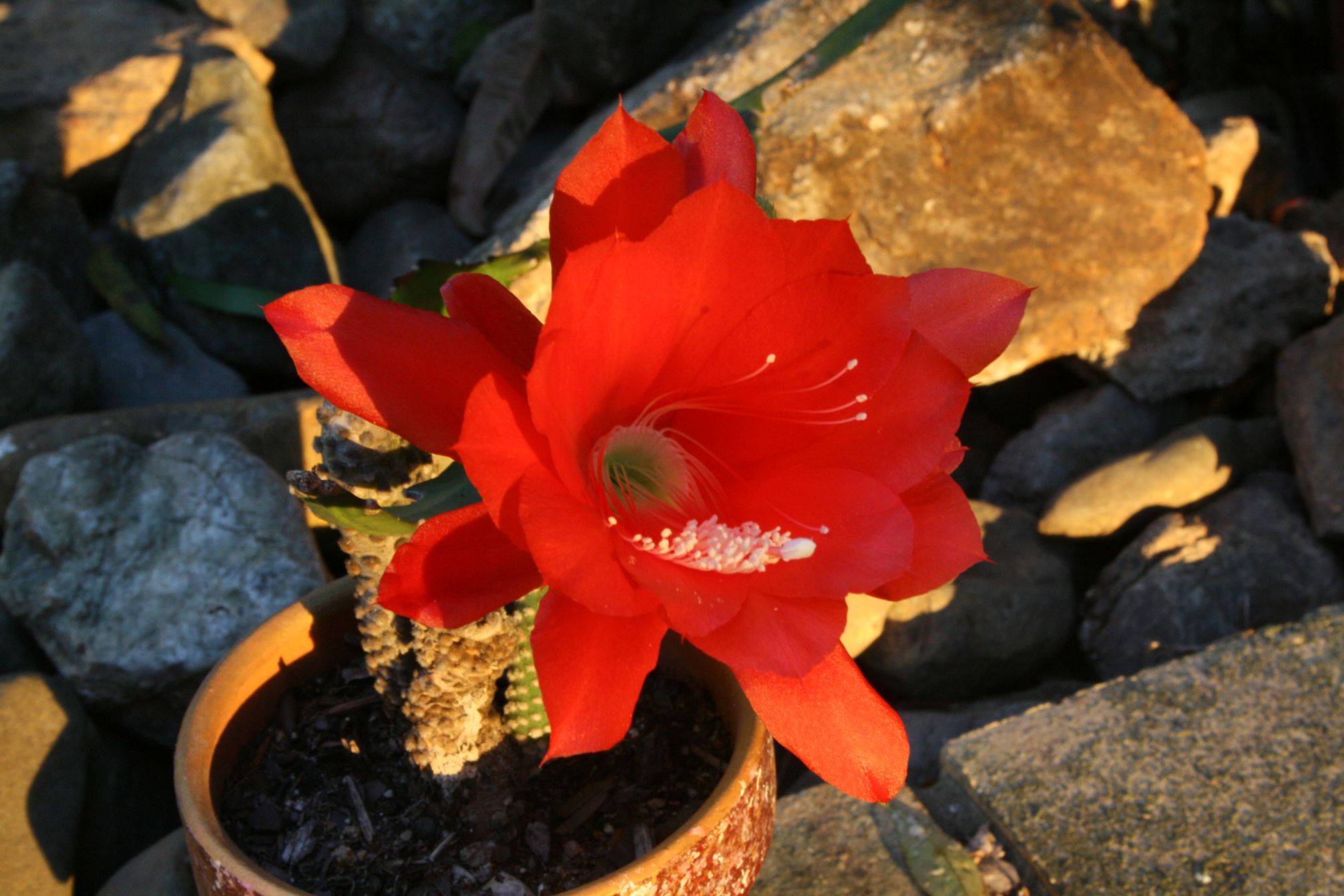 Cactus