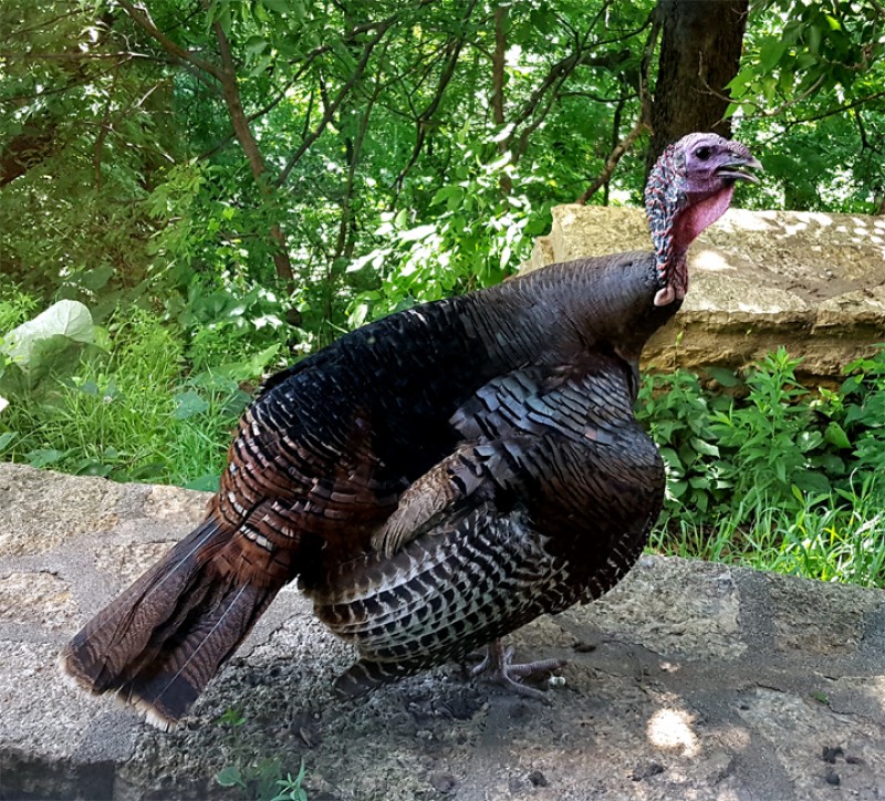 Male Wild Turkey