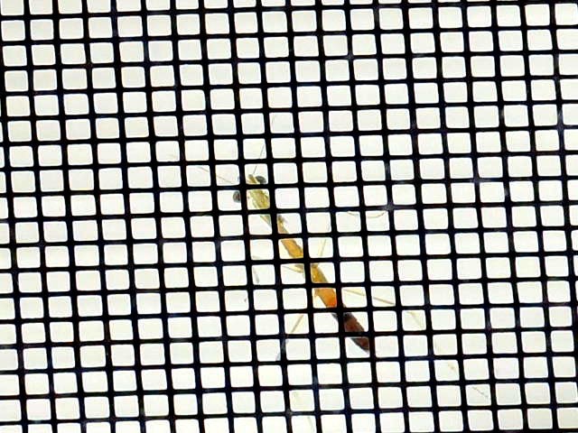 Just Hatched Praying Mantis