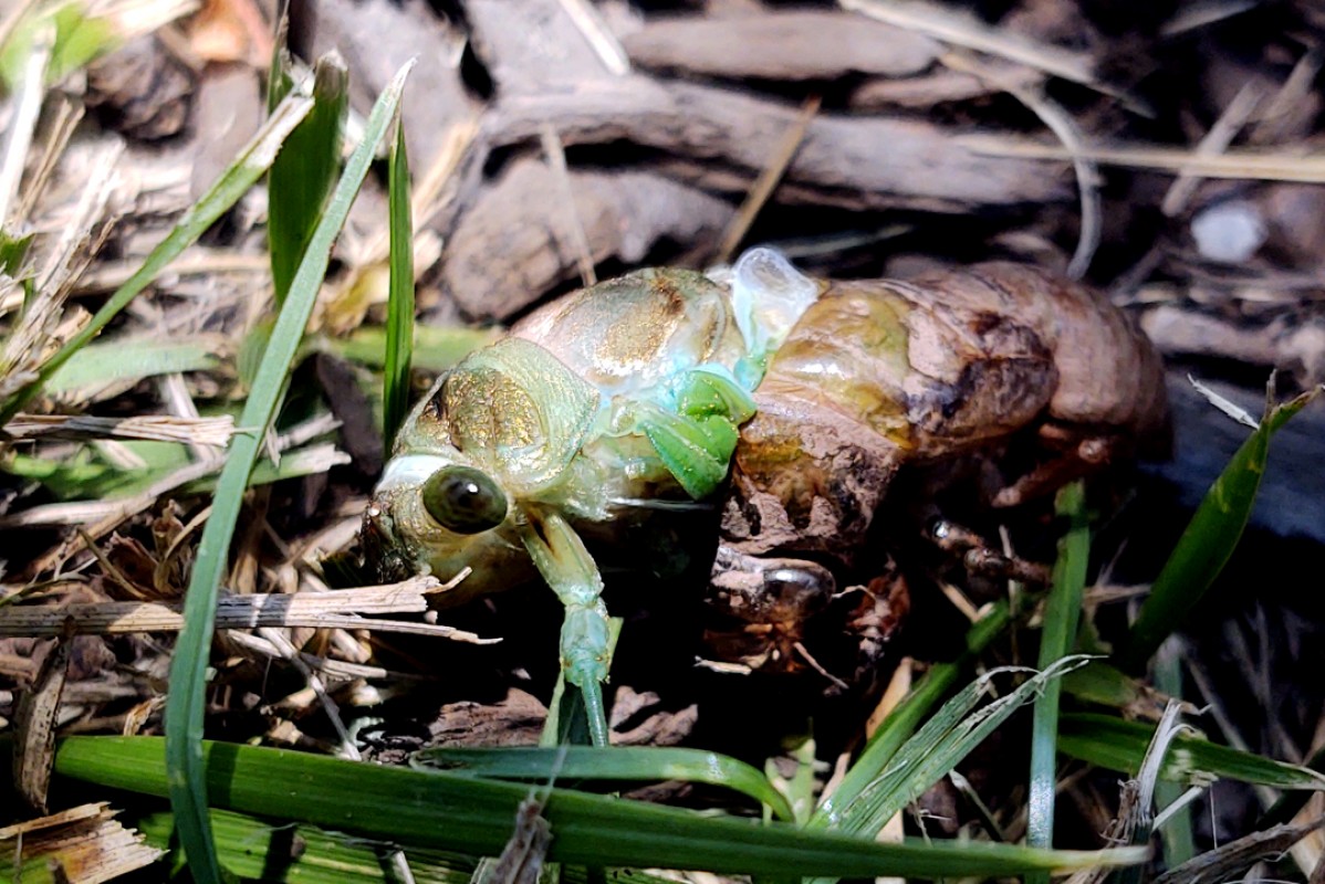 Cicada Emerging