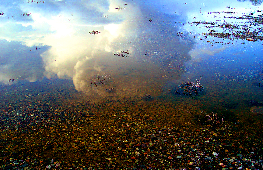 Pond Reflections