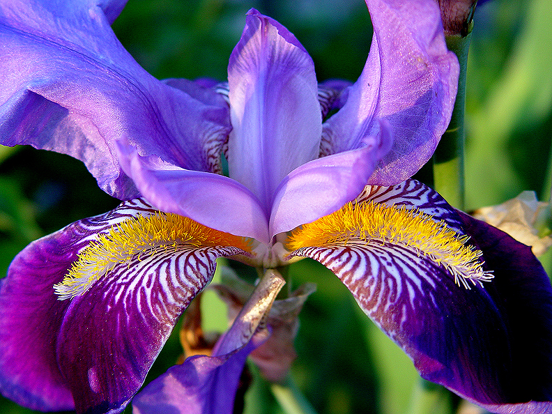 Iris