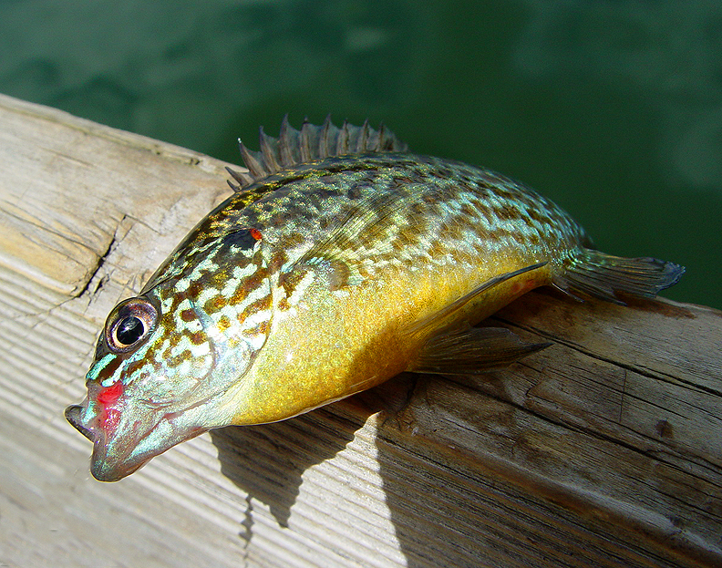 Catch and Release