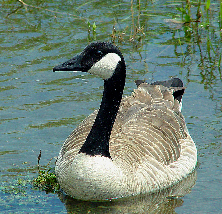 Canada Geese