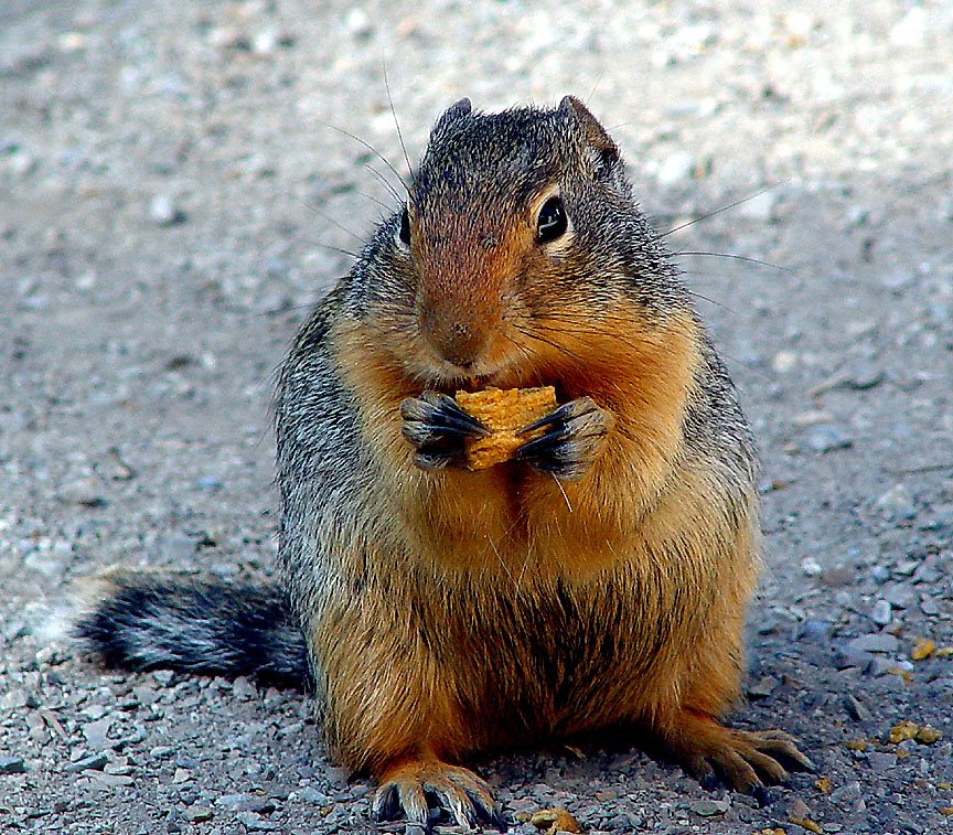 Camp Visitor