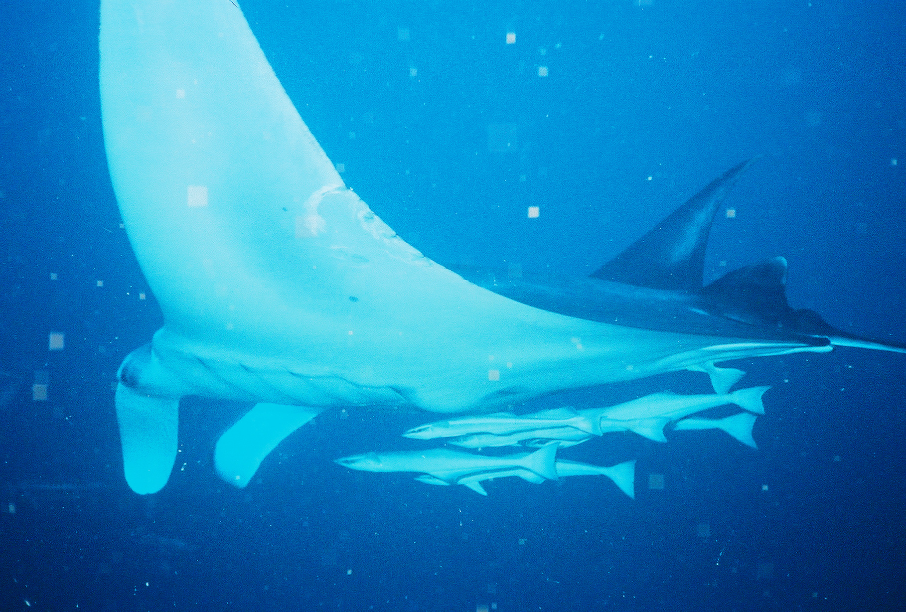 Manta Ray