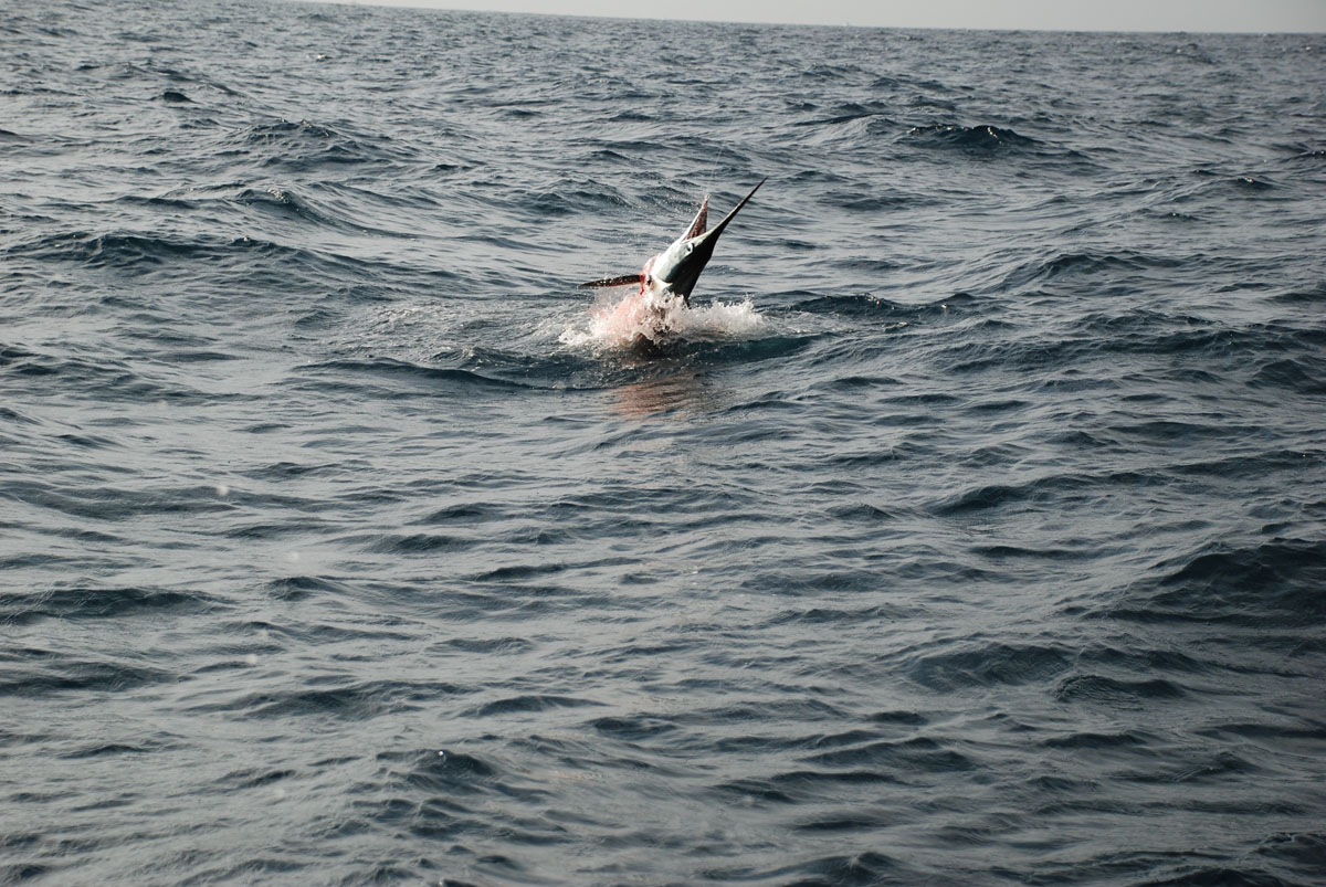 Marlin in Cabo