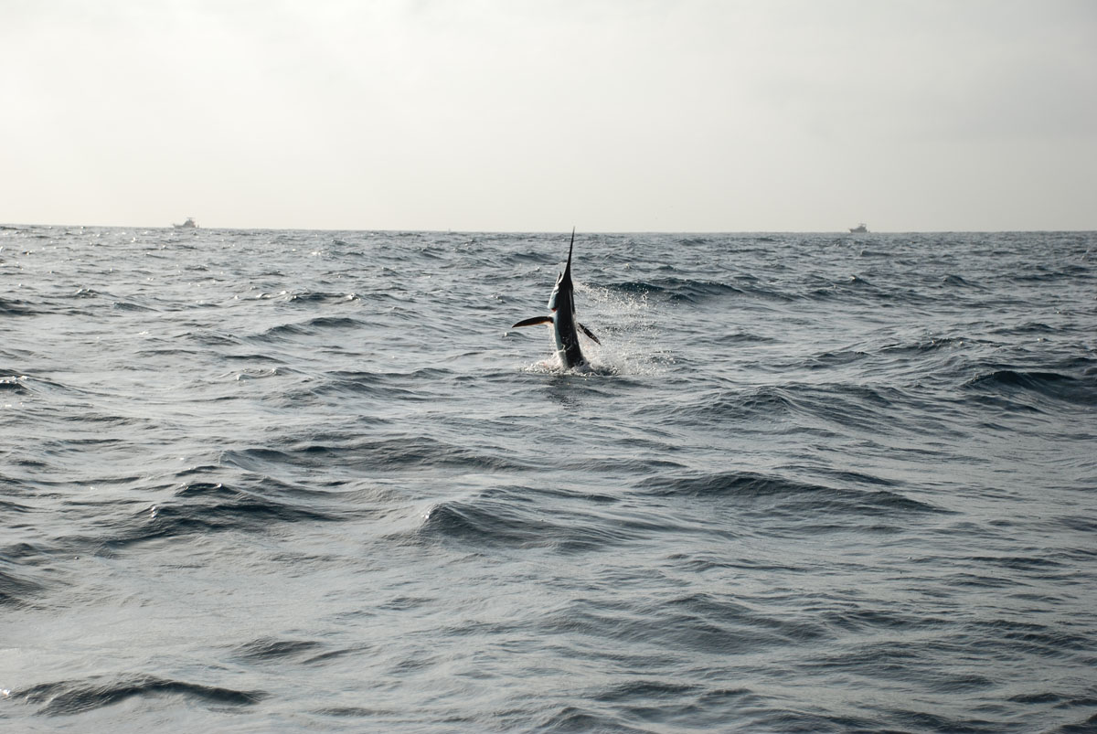 Marlin in Cabo