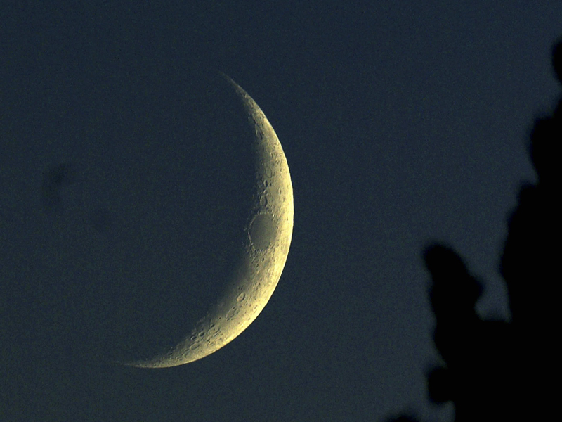 Moon and Trees