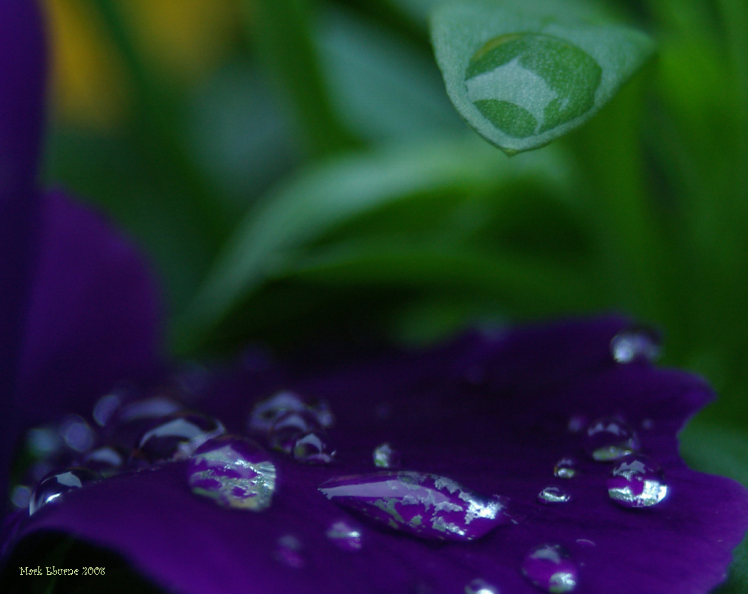Raindrops