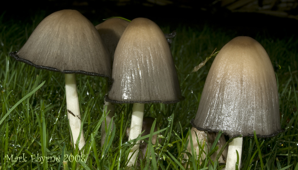 Mushroom Group