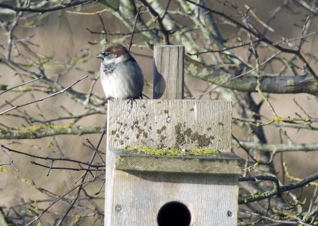 Bird on Box