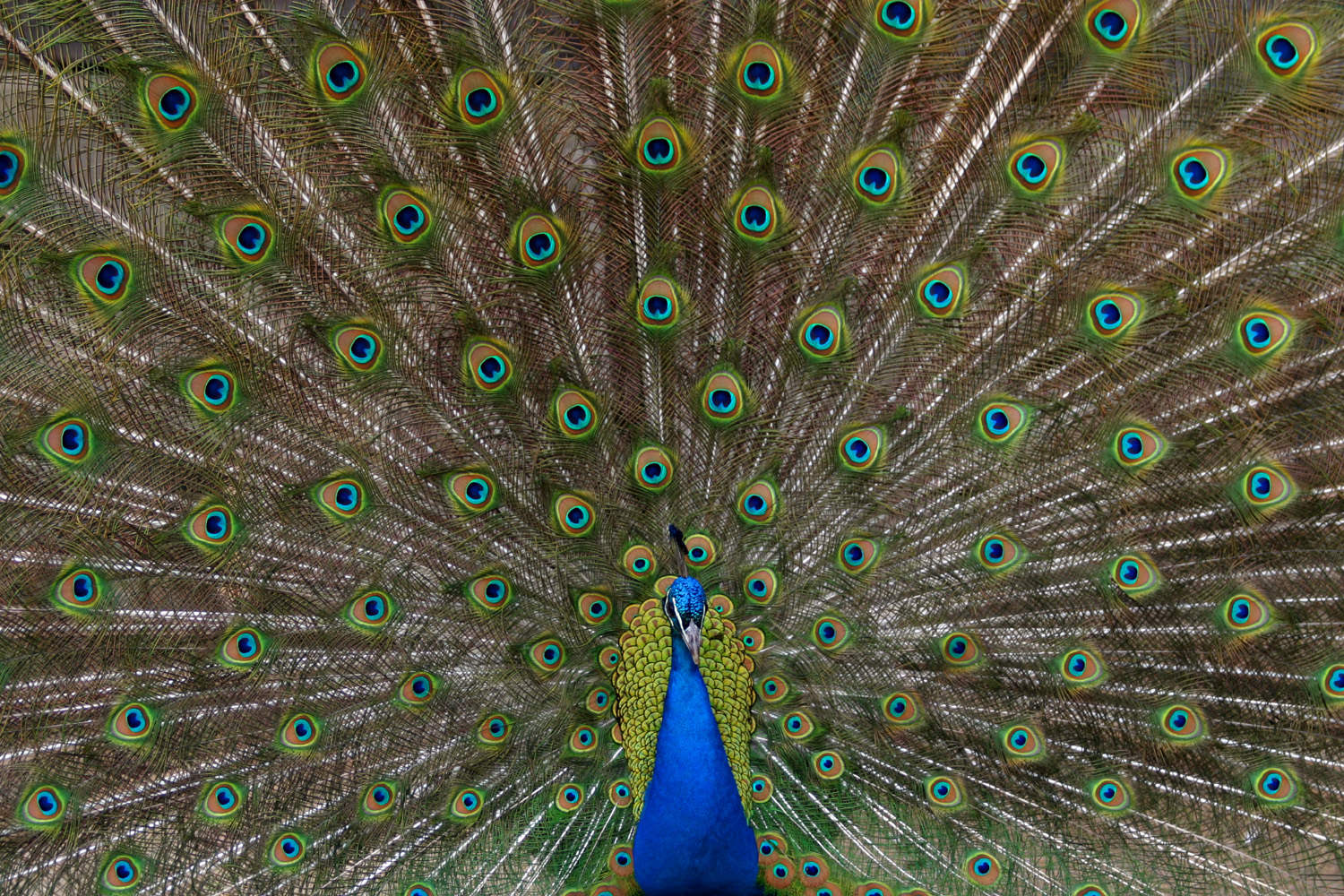 Peacock