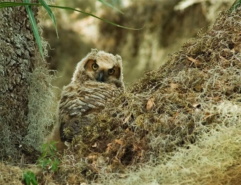 Juvenile Great Horned Owl