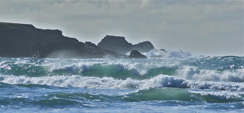 Redwood Coast