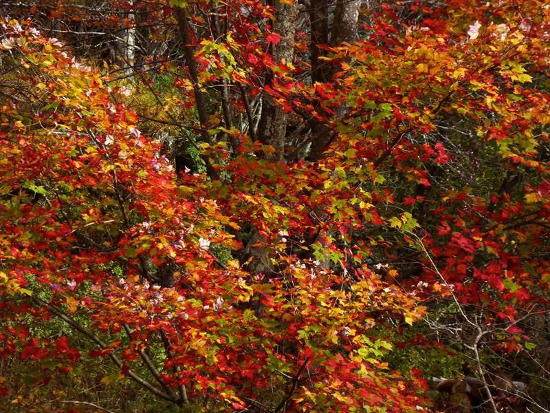 Catskill Colors