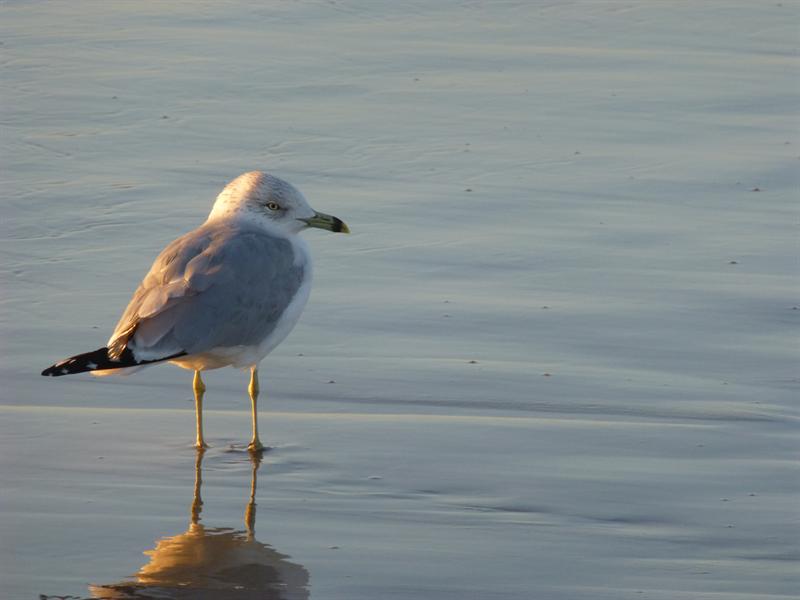 Shore Bird at Sunset