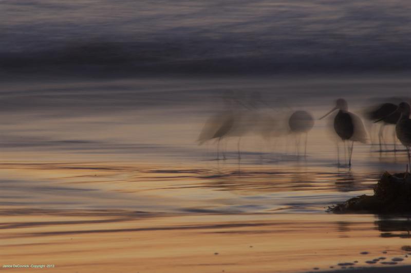 Ghost Birds II image