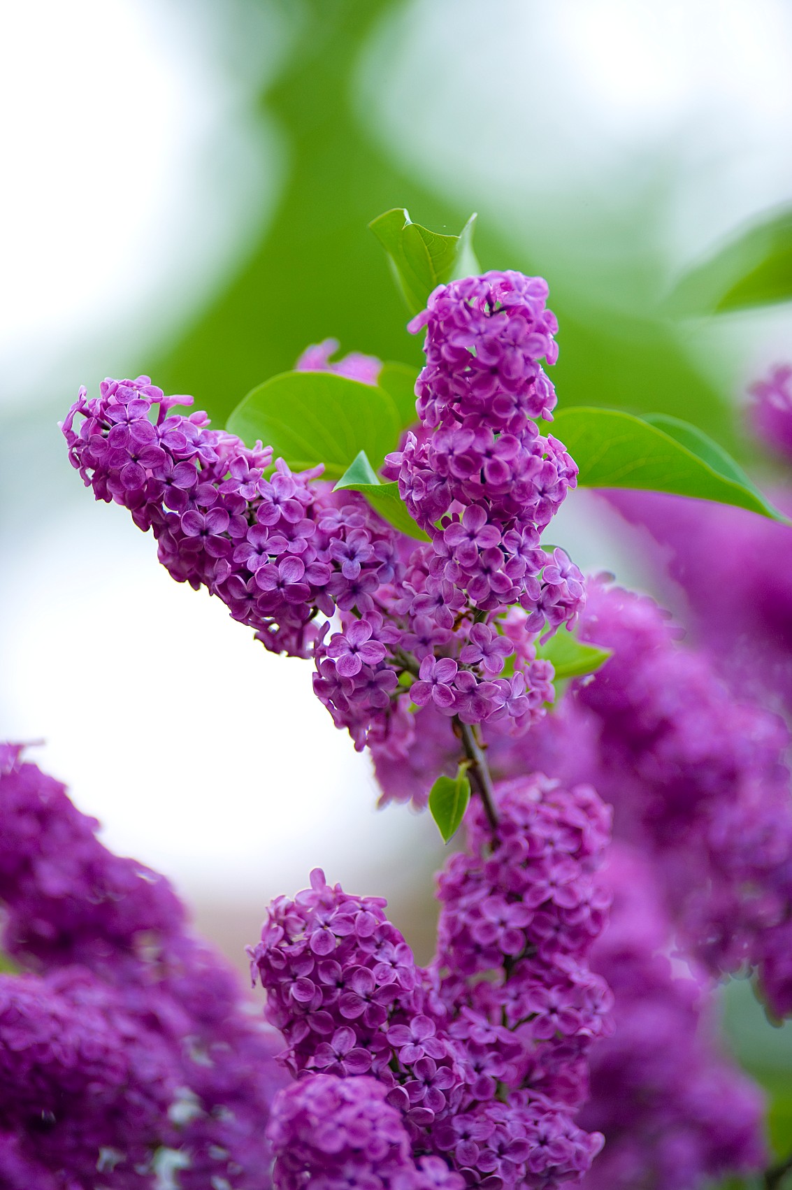 Spring Flowers