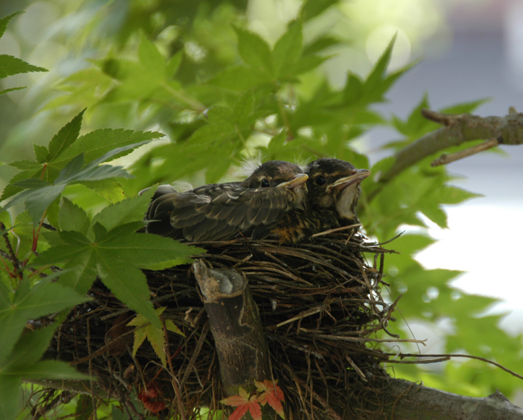 Baby robins
