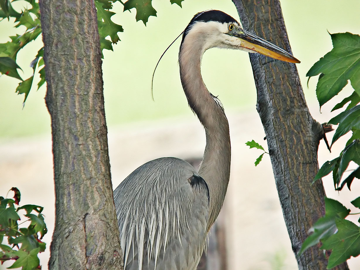 Great Blue Heron 1