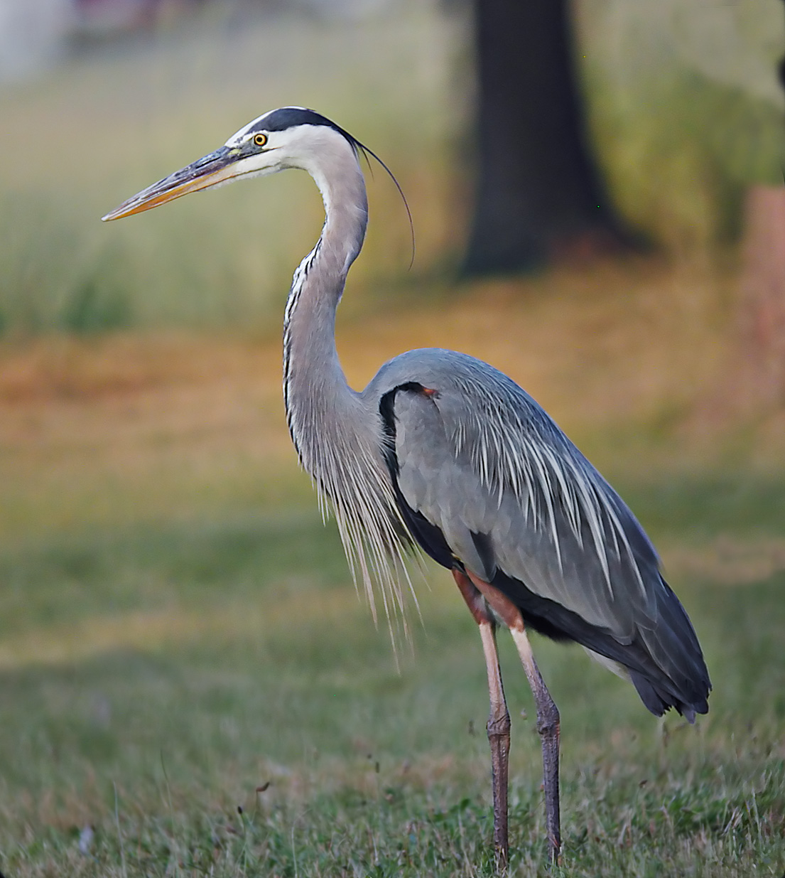 Great Blue Heron 2