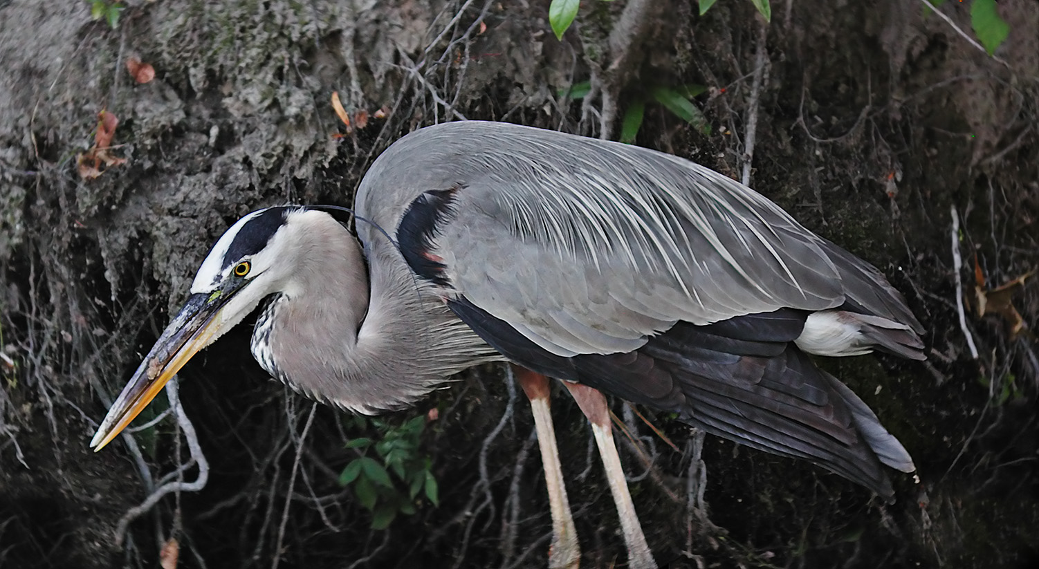 Great Blue Heron, best