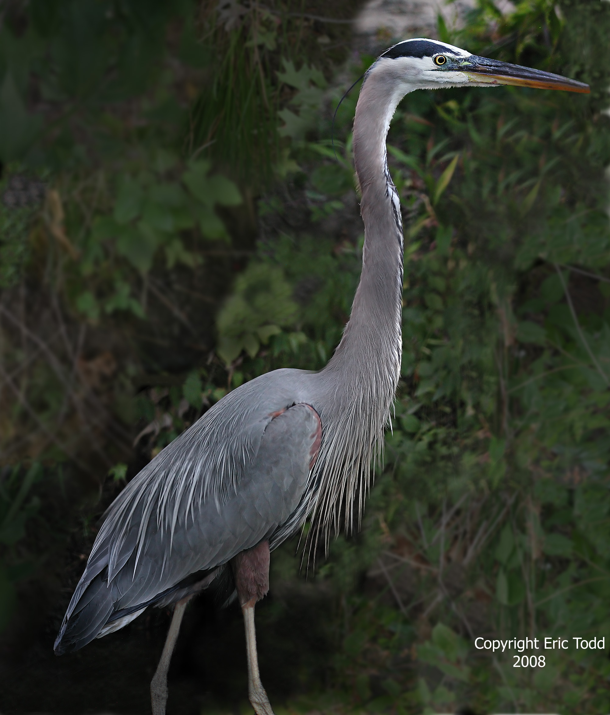 Great Blue Heron, final