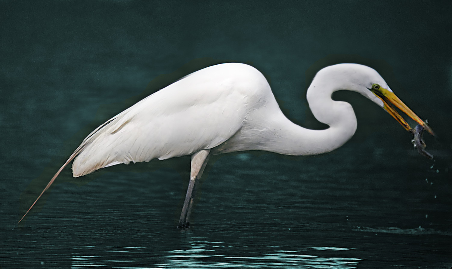Egret and fish