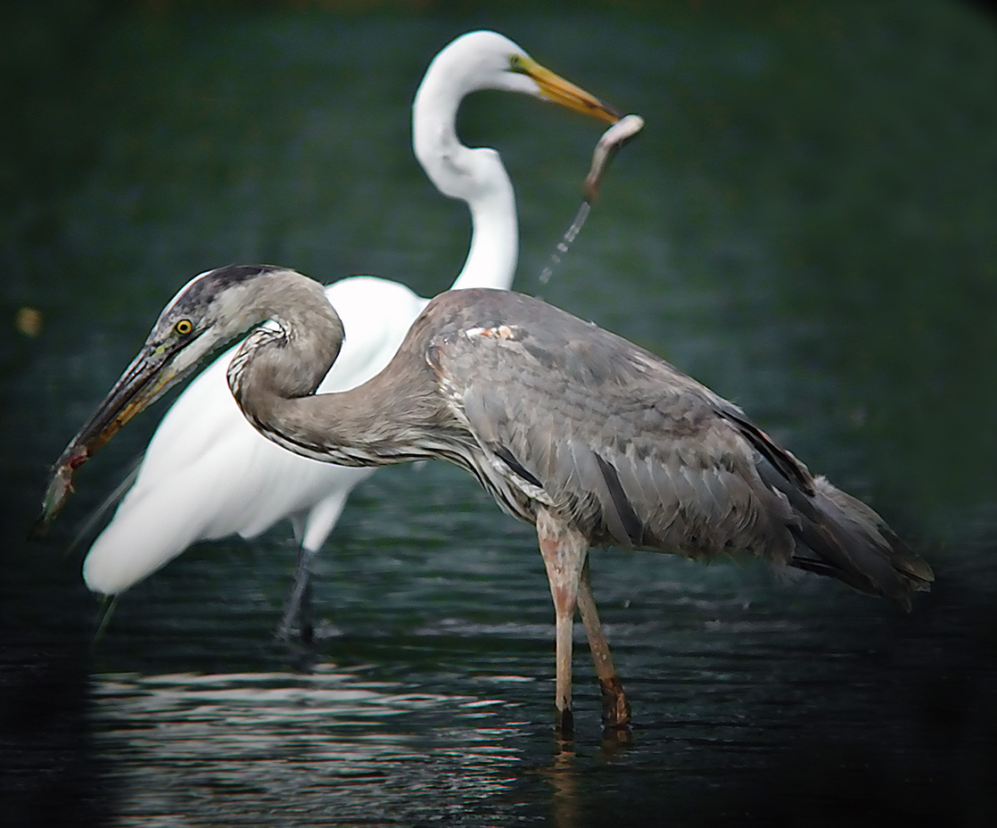 Greats Egret/ Blue Heron and fish