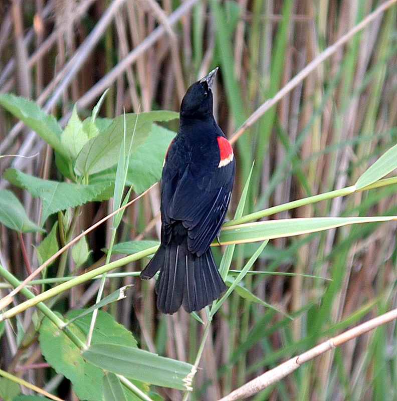 Red-winged Blackbird