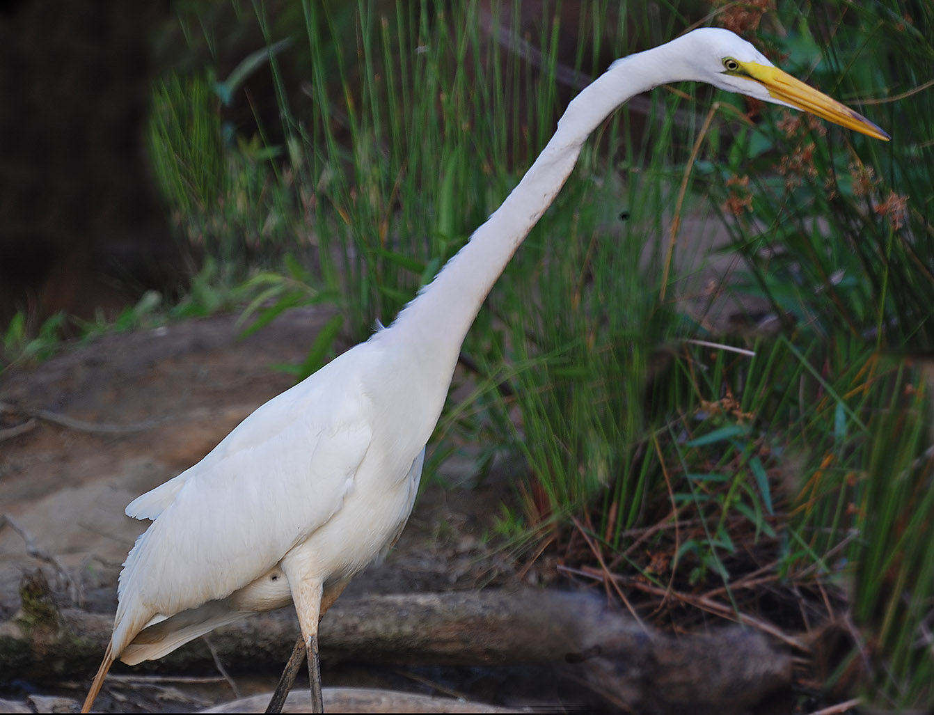 Great Egret