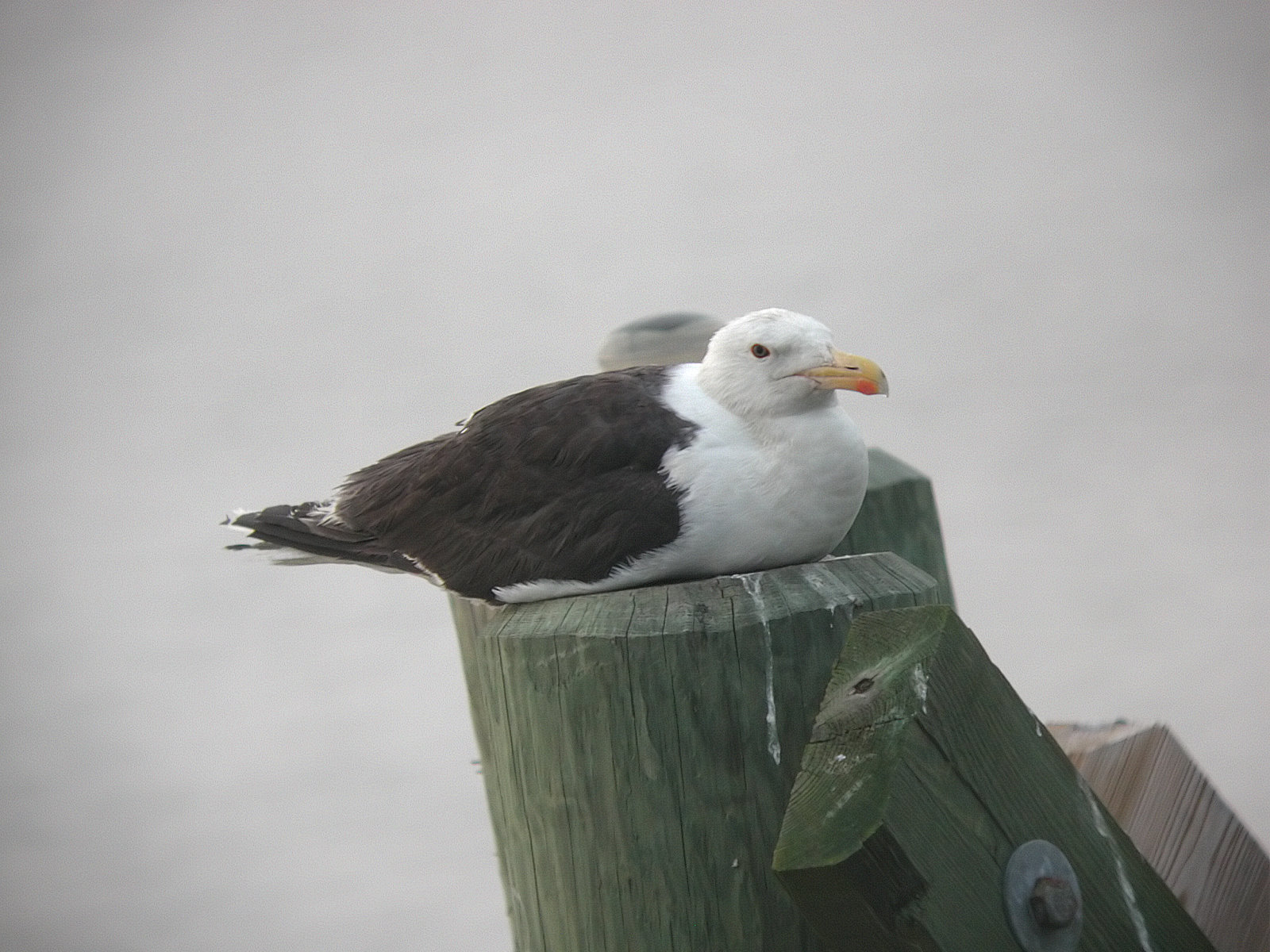 Great Black-backed Gull