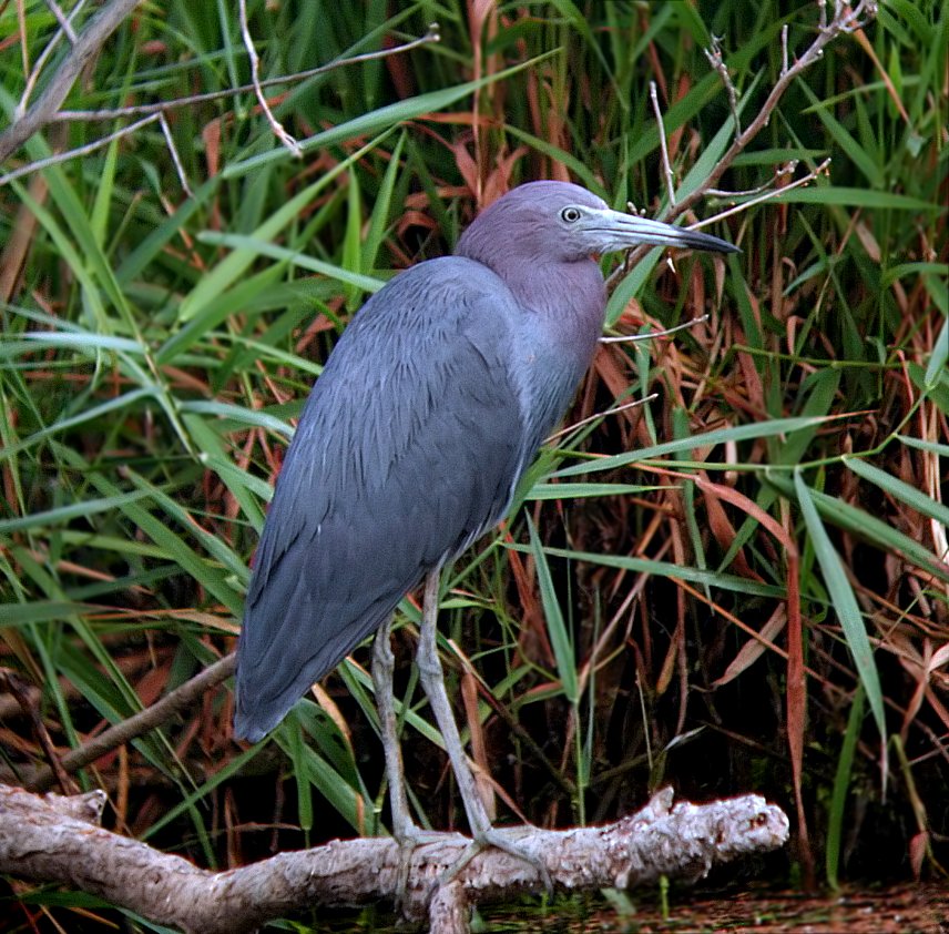 Little Blue Heron
