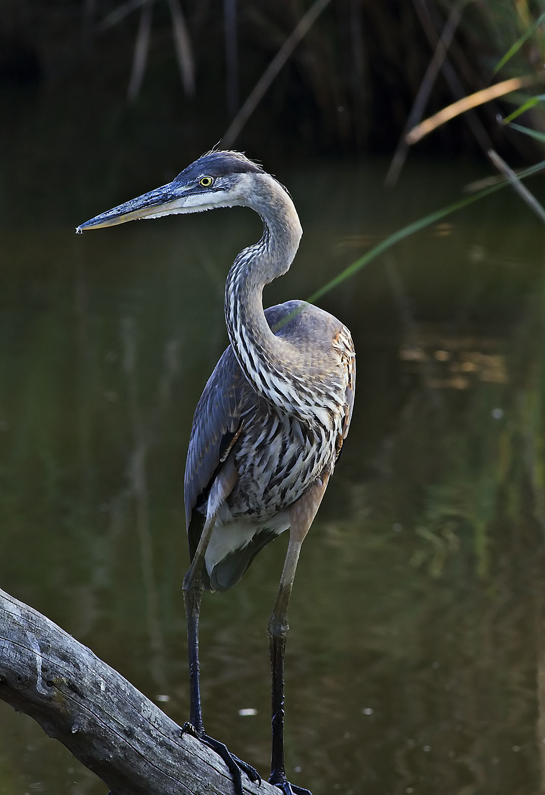 Great Blue