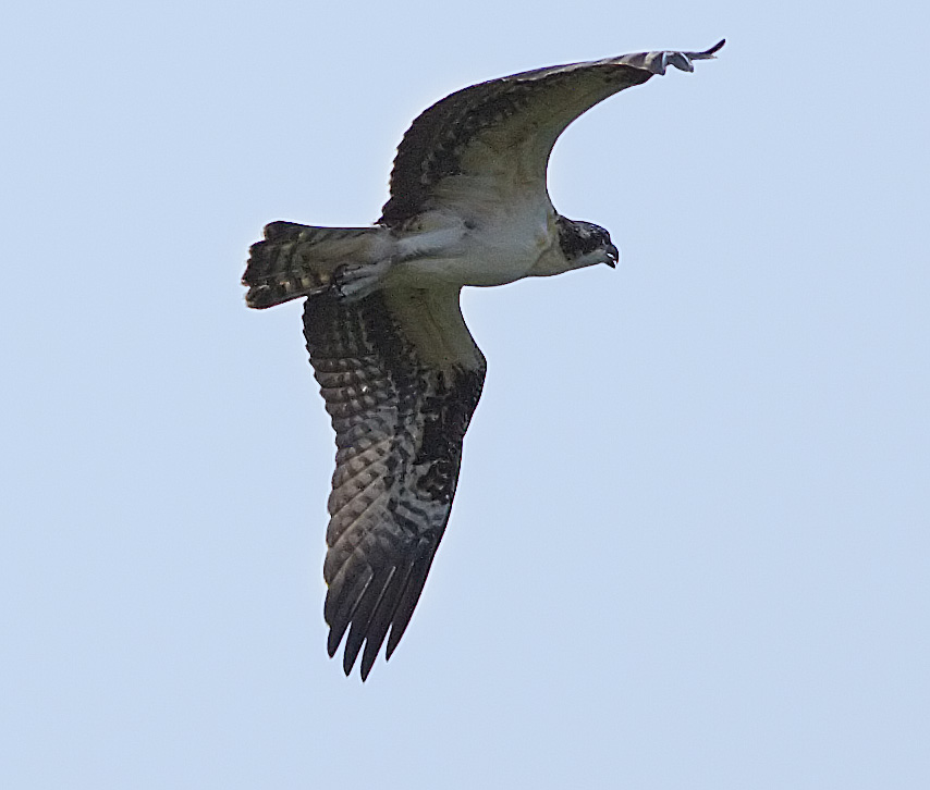 Osprey in flight
