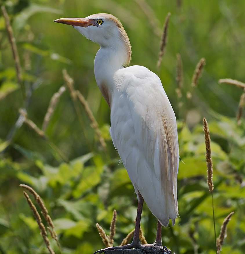 Cattle Egret