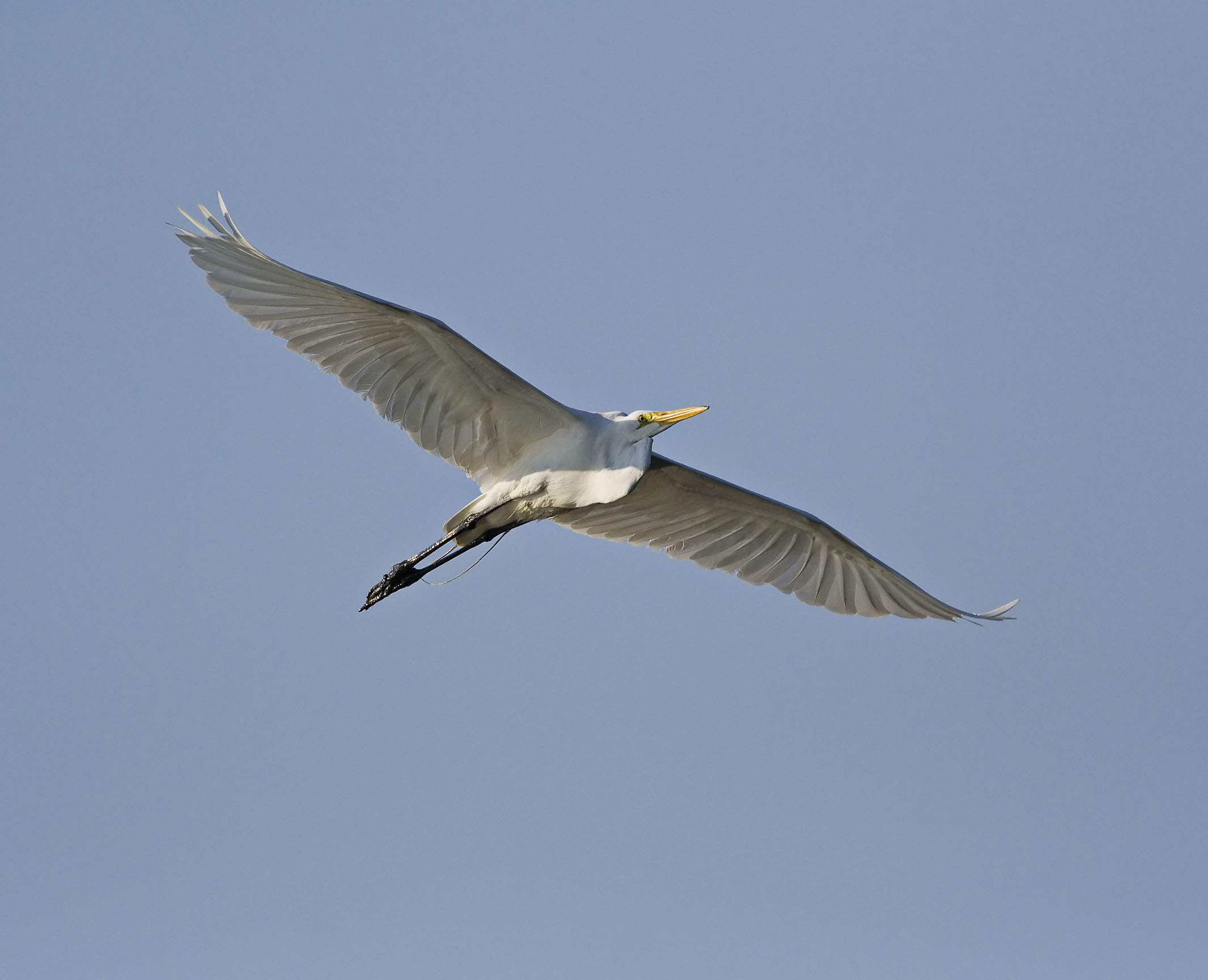 Egret in Flight 2