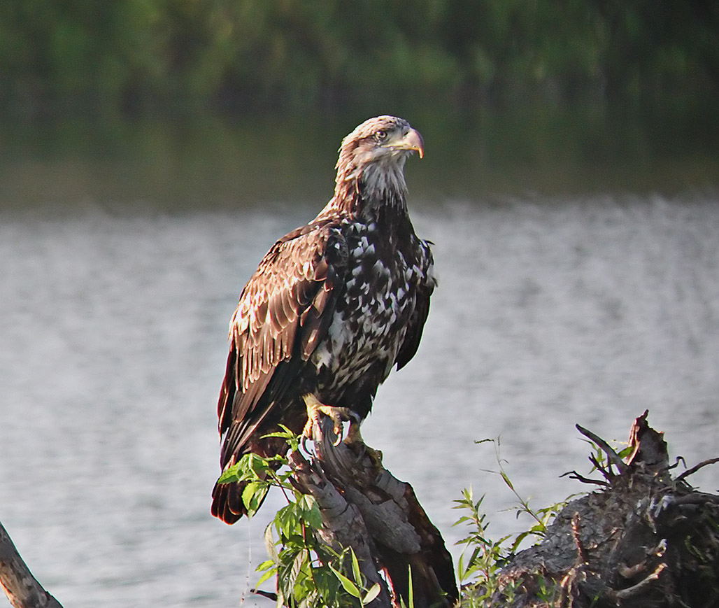 Young Bald Eagle