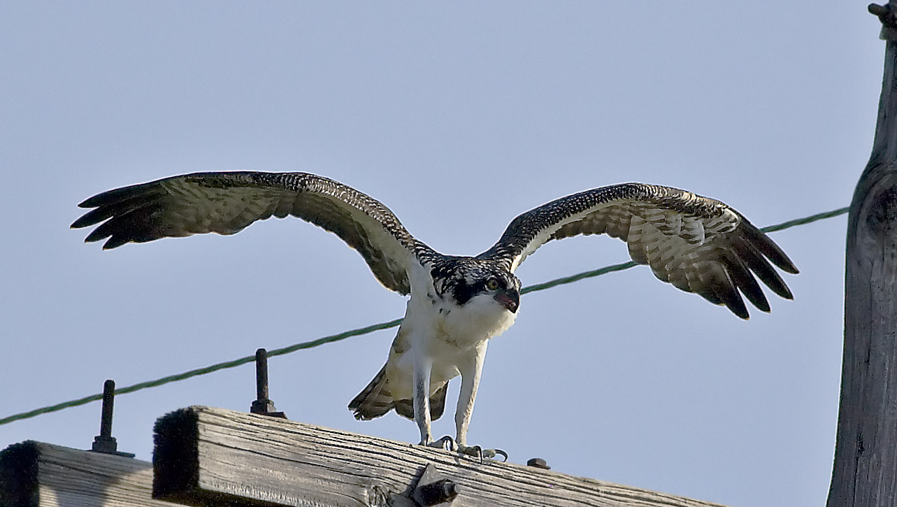 Osprey landing
