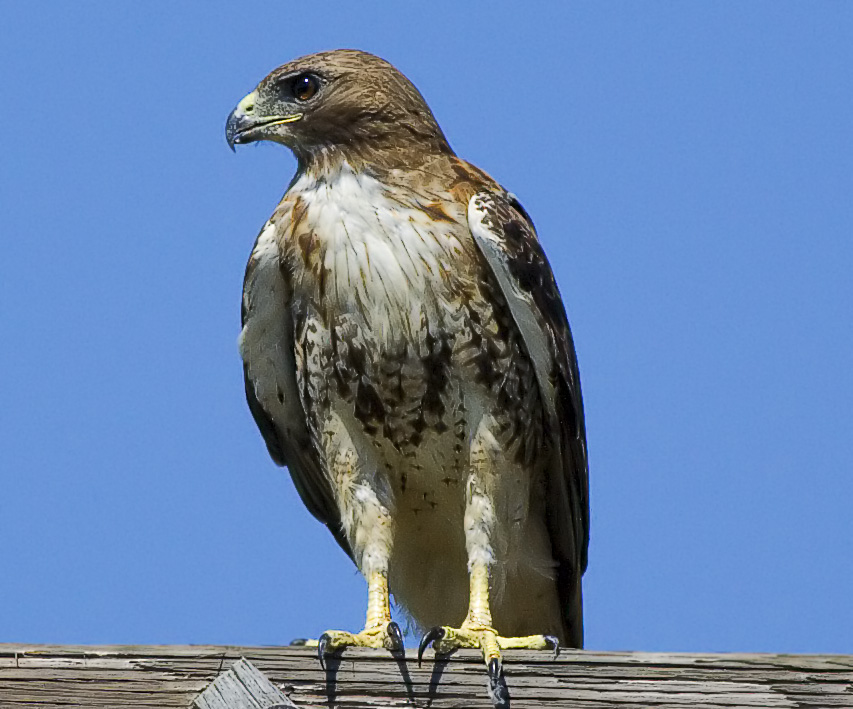 Red-tailed Hawk