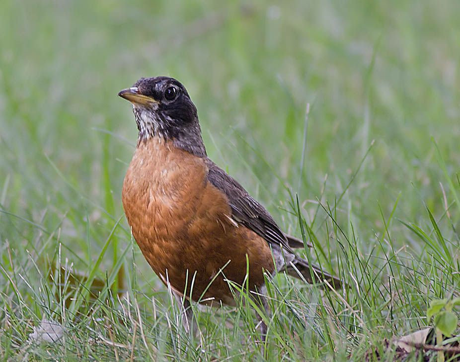 Robin 1