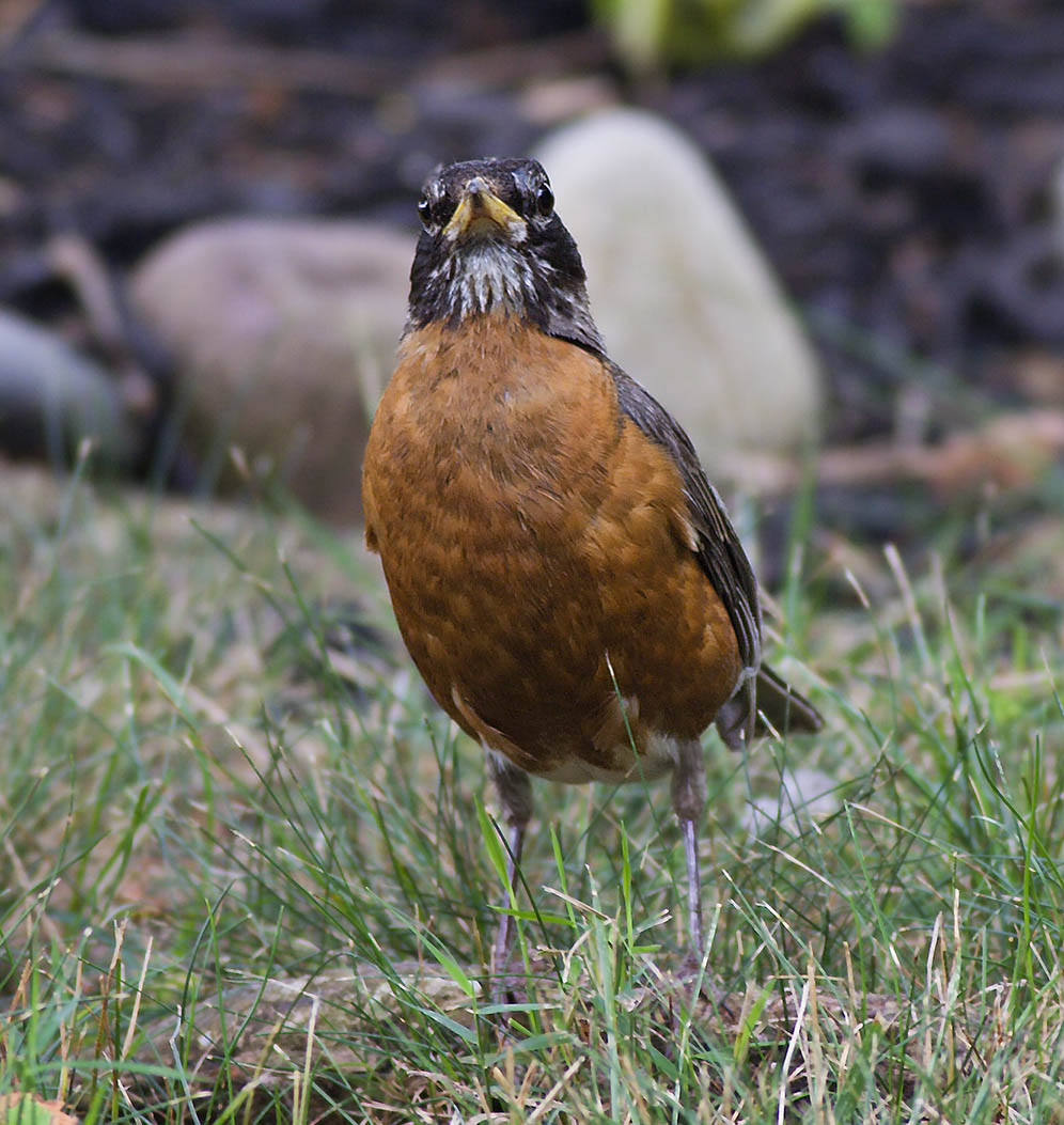Robin 2