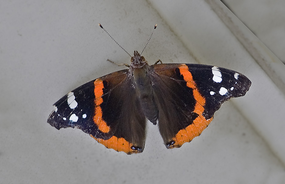 Red Admiral