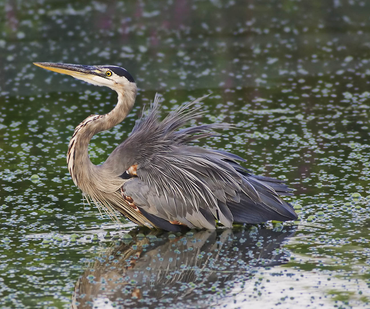 Ruffling of Feathers